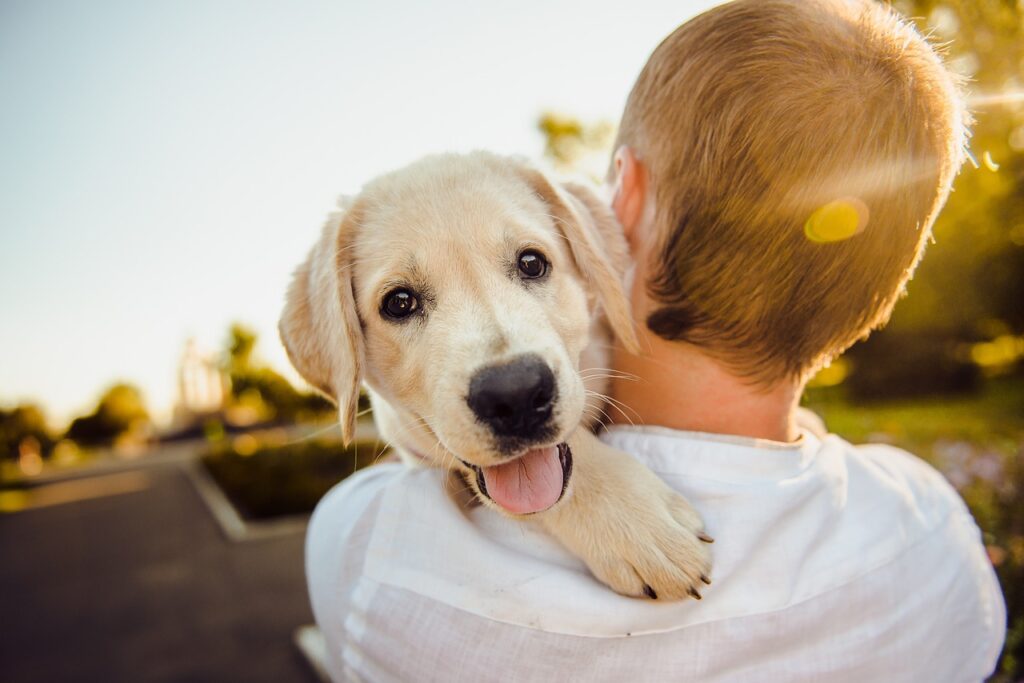 Cleaning Pet Toys and Accessories