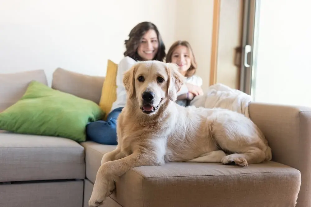 Why Opt for Professional House Cleaning After Pets?